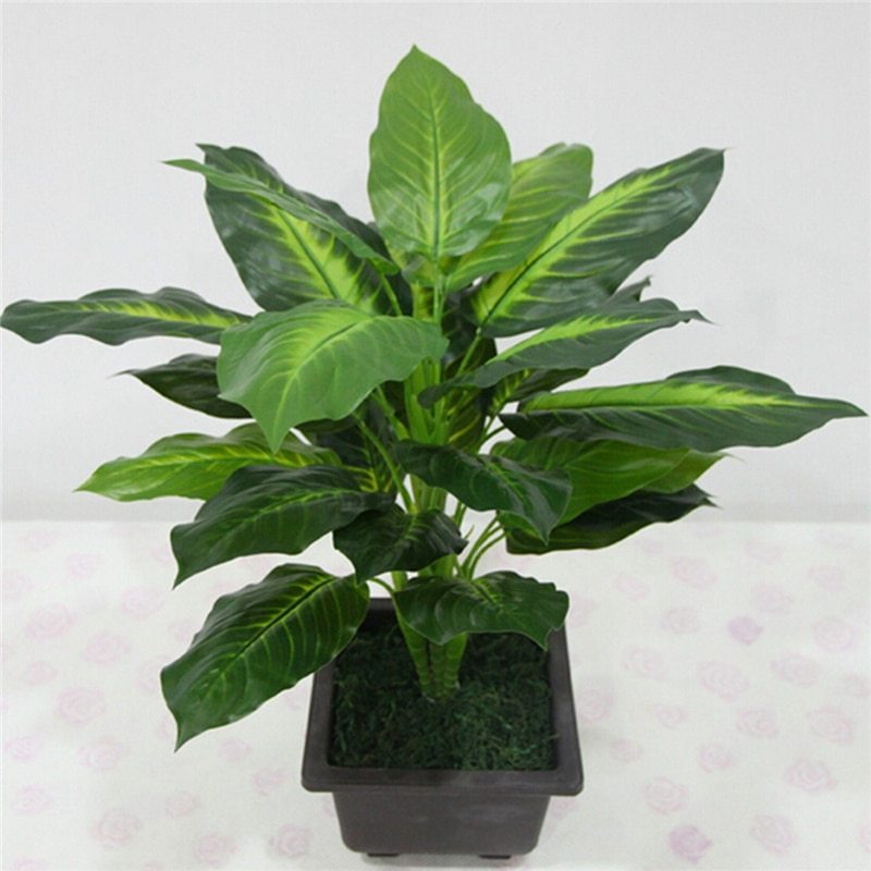 Zimmerpflanze Dieffenbachia