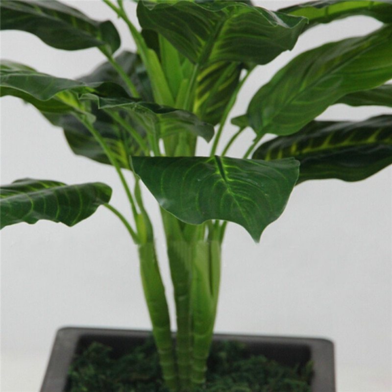 Zimmerpflanze Dieffenbachia