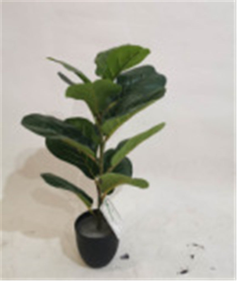 Grünpflanzen Home sweet Home