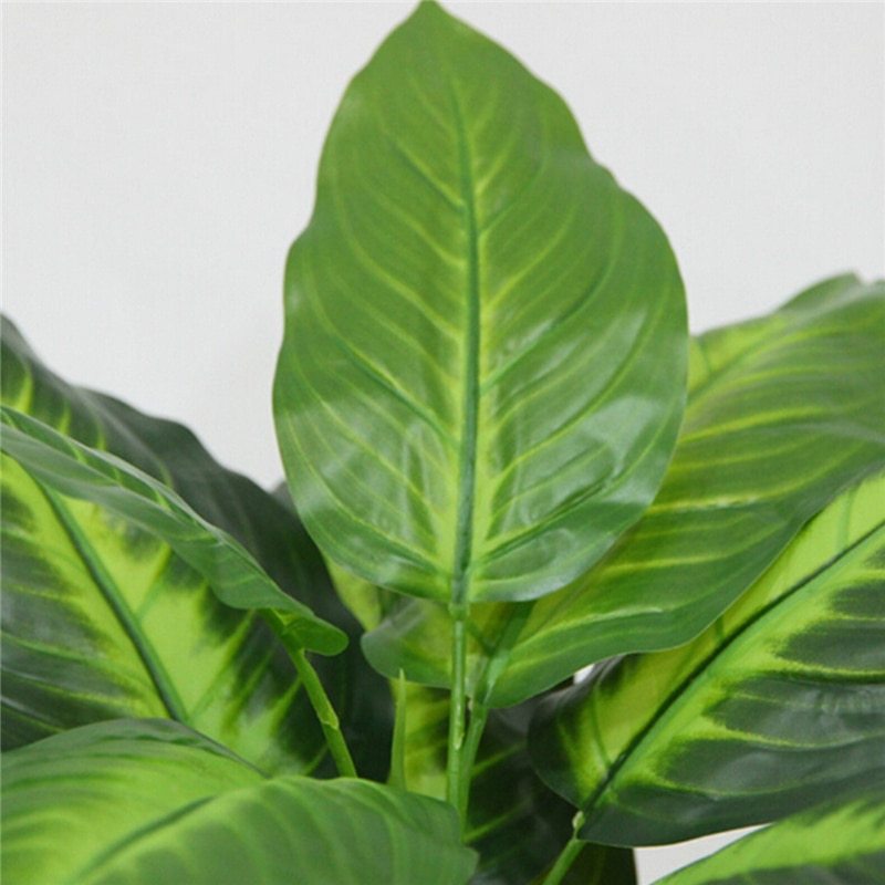 Zimmerpflanze Dieffenbachia