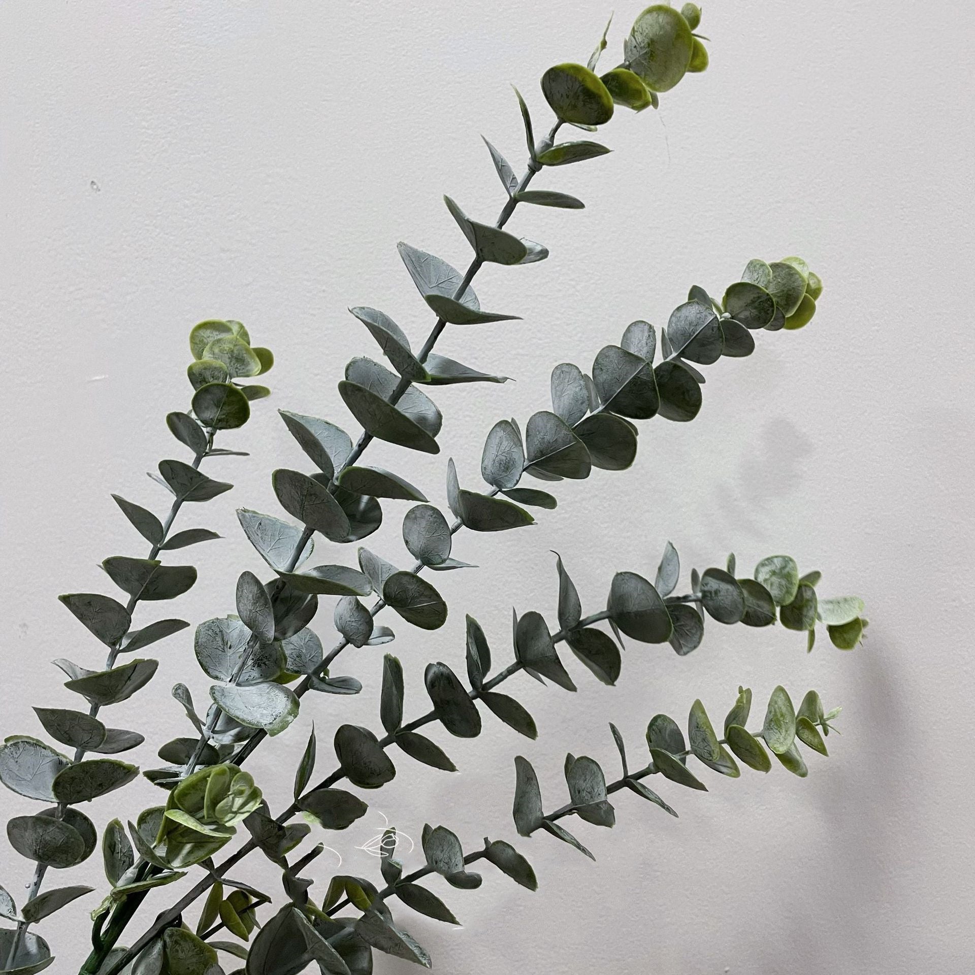 Eukalyptus Diamantes