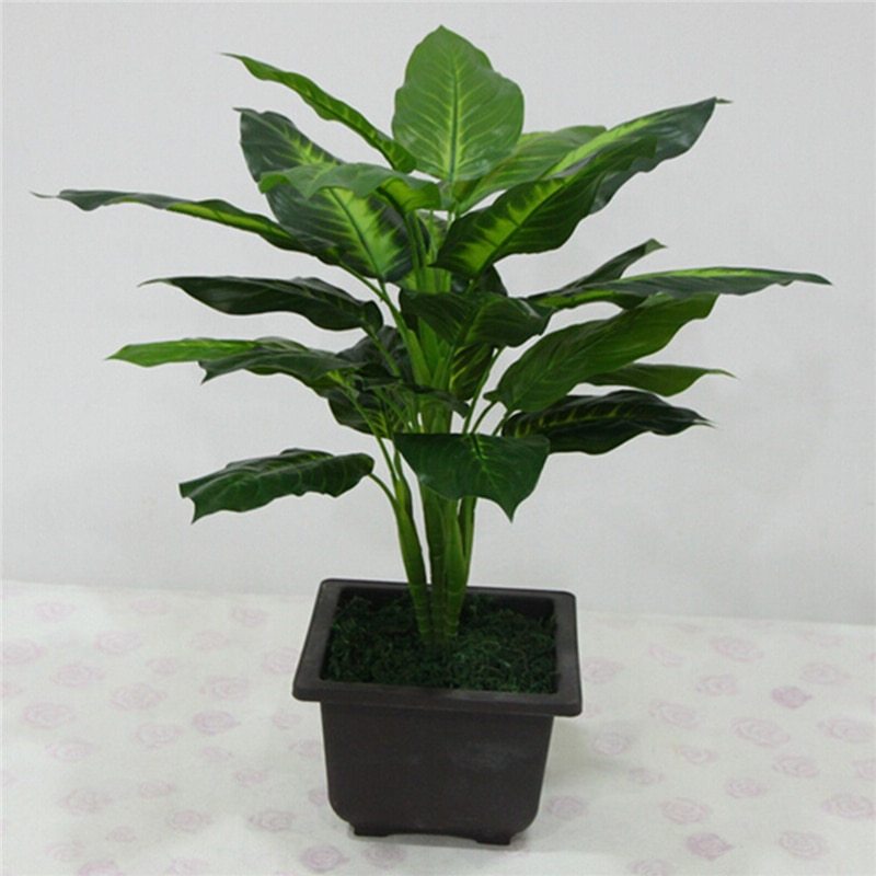 Zimmerpflanze Dieffenbachia