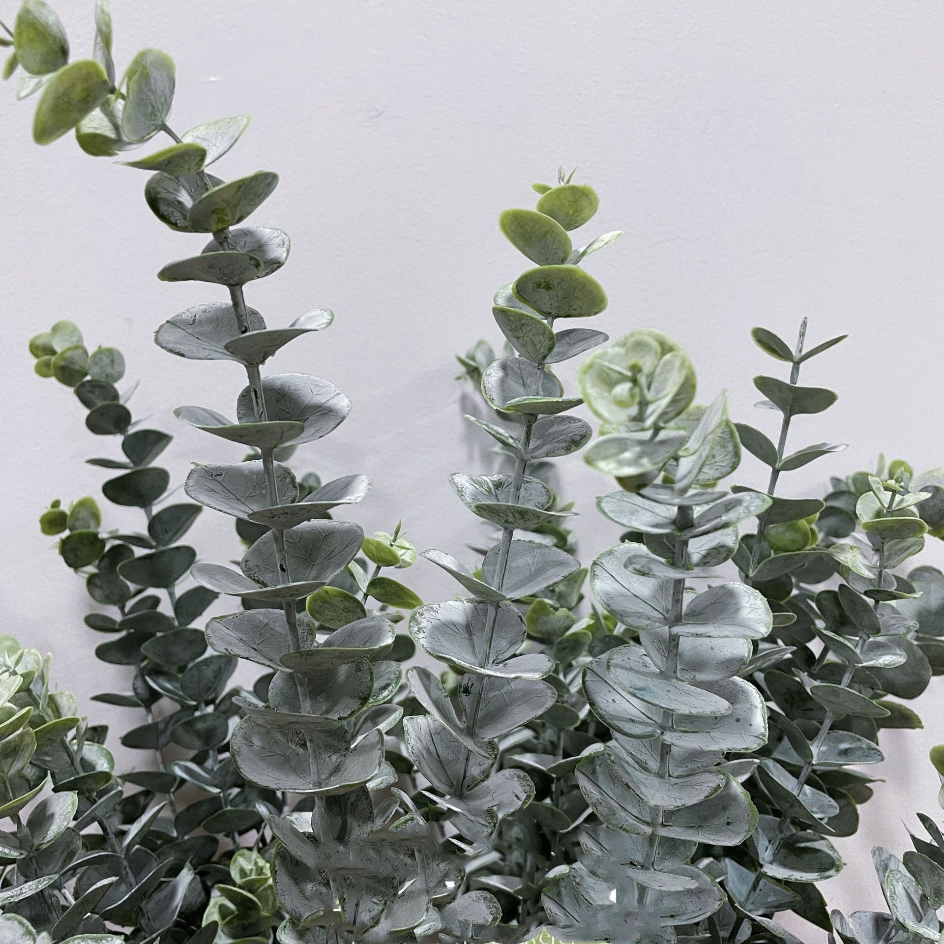 Eukalyptus Diamantes