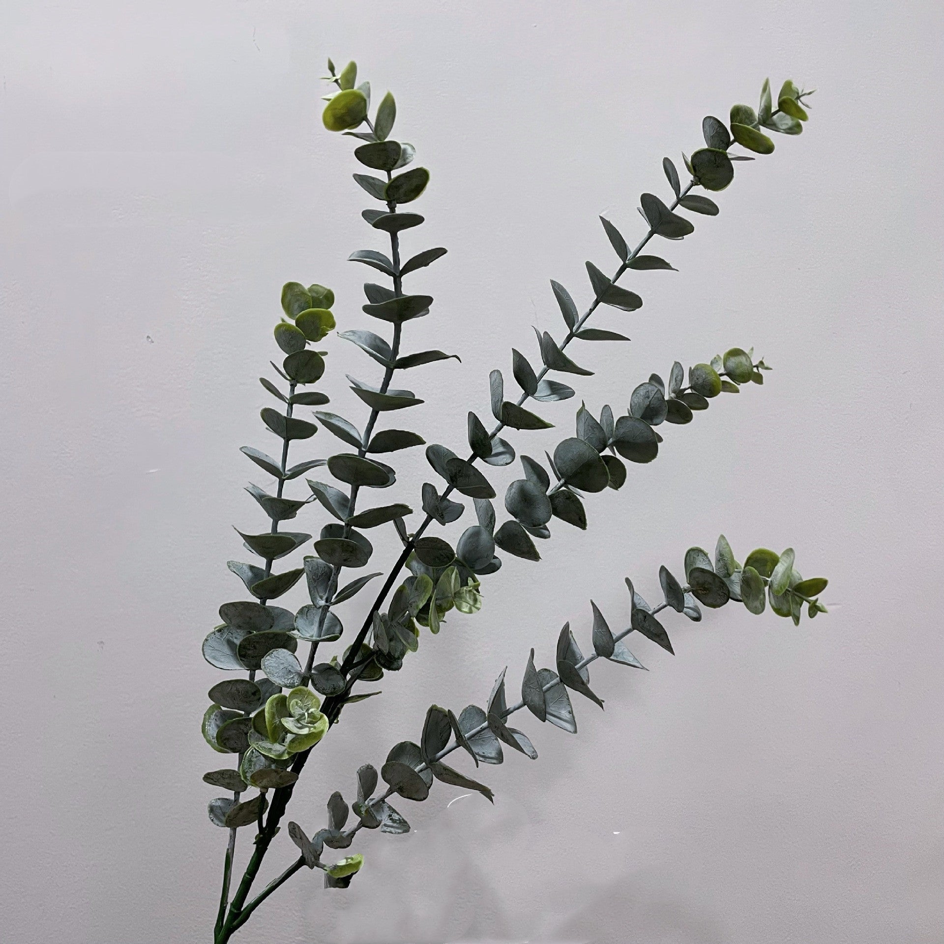 Eukalyptus Diamantes